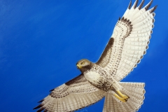 Hawk's Flight