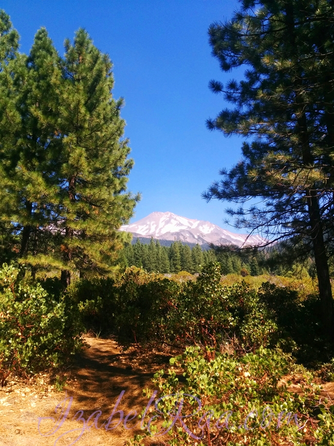 Shasta